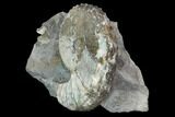 Iridescent Discoscaphites Ammonite - South Dakota #98719-2